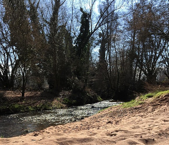 Forêt le long de la Lauter