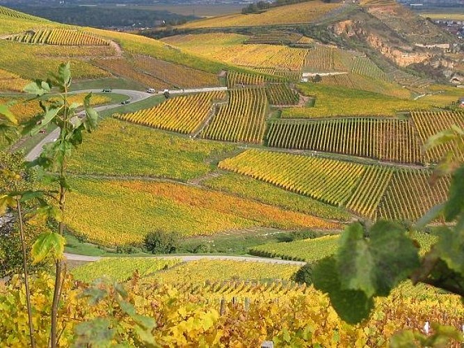 Sentier du Dragon - Sentier d'interprétation  dédié à la vigne