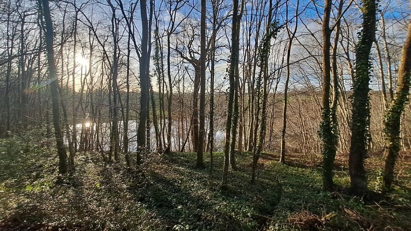 Bois de la Ferrière