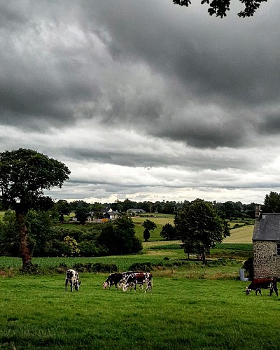 Vaches normandes ceinture verte ©OTVilledieu