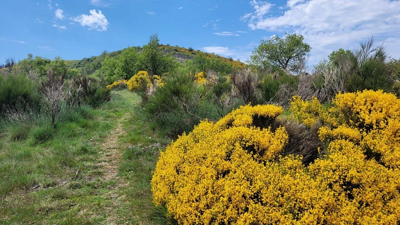 Colognac - Camp Barra
