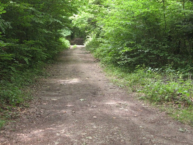 Bois du Bas des Noyes.Entre carrés 23-24