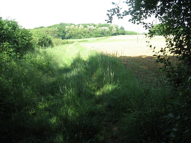 Bois des Breuleux