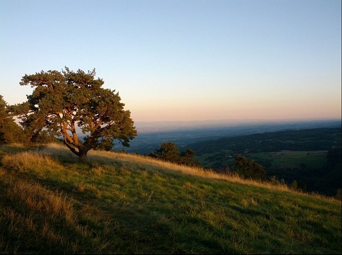 Garolle verte_Châtelneuf