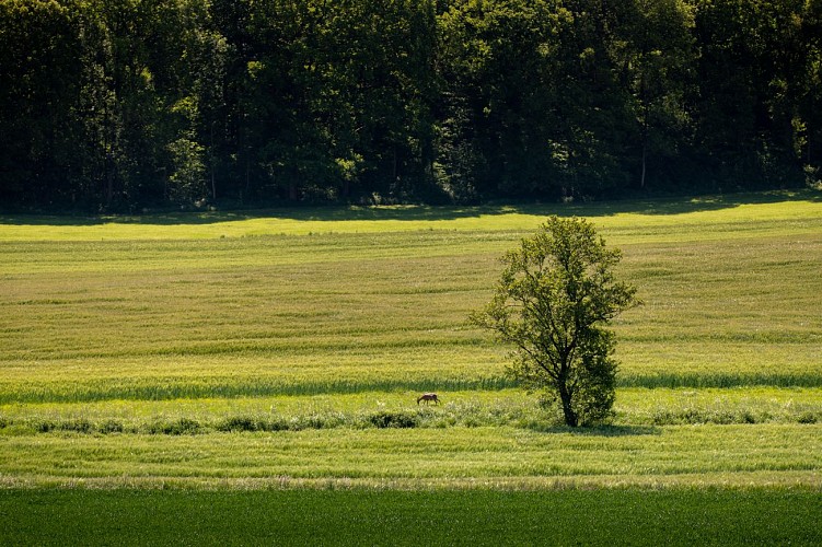 Champs chevreuil