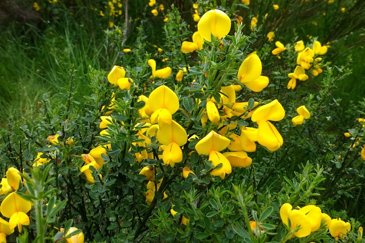 Ascension du Testavoyre_Araules