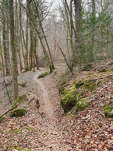 Single Verzy - Trépail V1