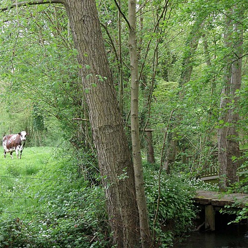 Rivière Claire & vache normande