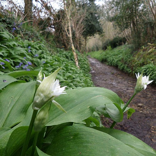Ail des ours (Vieux d'ô)