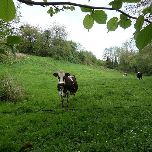 Vaches de race normande