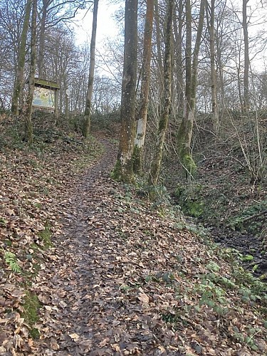 Promenade "Bois du Seigneur" 10,5k