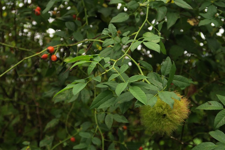 IMG-Les-fruits-de-l-eglantier--Cynorhodons--sont-comestibles-et-pleins-de-vertues-tourinsoft