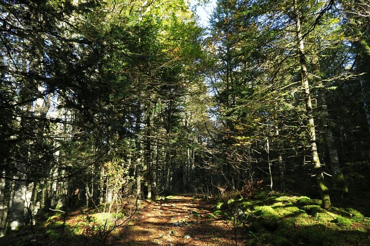 N°45 Chemin de Mâture d'Issaux