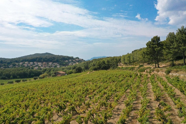 Le sentier des vignes