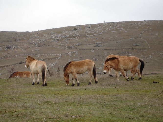 Chevaux de Przewalski