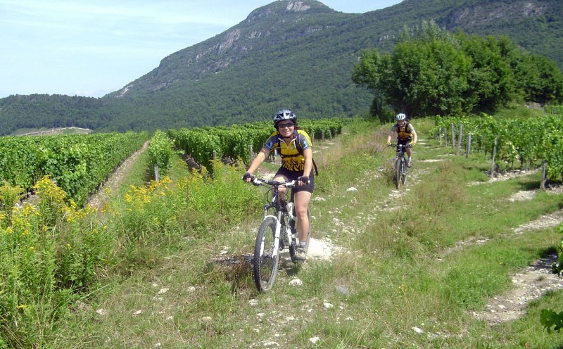 Mountain bike trail n°19 - Circuit du Vignoble de Jongieux_Jongieux
