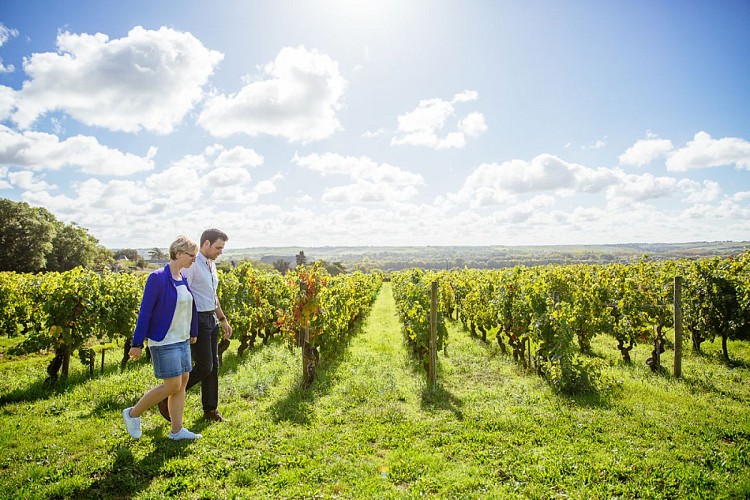 Sur les coteaux de Savennières