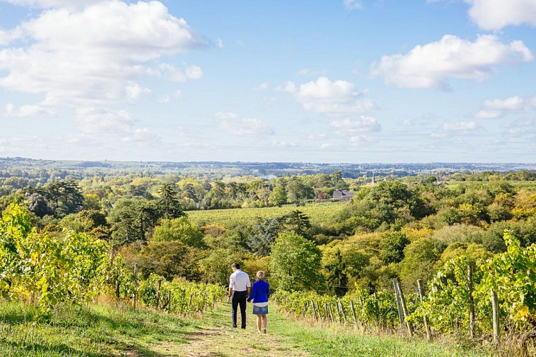 Sur les coteaux de Savennières