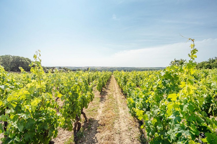 Sur les coteaux de Savennières