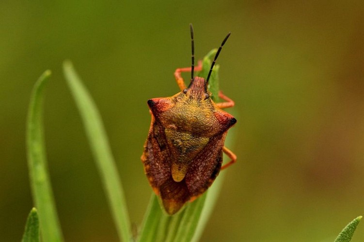 Carpocore méditerranéen