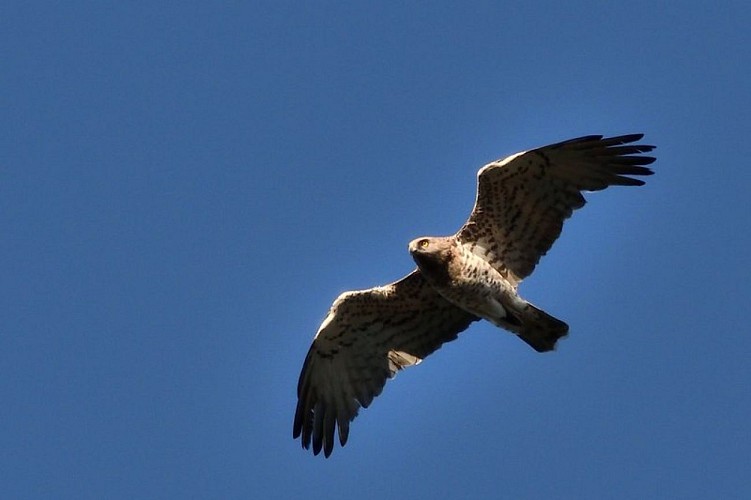 Circaète Jean-le-Blanc
