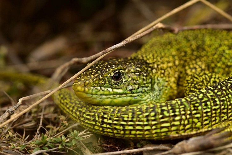 Lézard vert