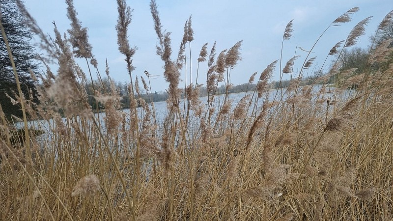 L'étang Pommier et le château Longchamp_Lent