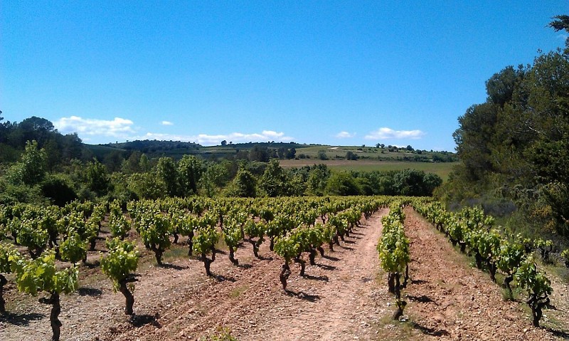 Vignobles_Grabels_-_E_Brendle