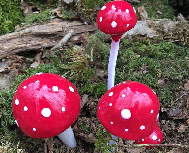 Forêt_blanchefort_3