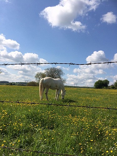 Paysage champêtre et cheval