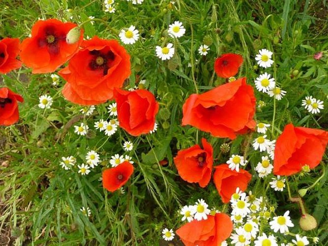 Promenade des Coquelicots