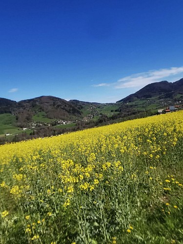 Parcours VTT au fil des alpages de la Vallée Verte_Habère-Poche