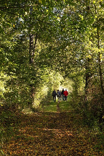 Du Plessis-Bourré aux Basses vallées angevines
