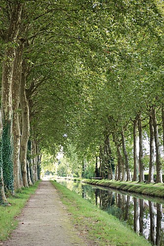Promenade le long du canal de la Sauldre