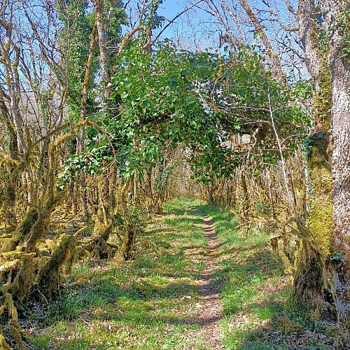 Chemin vers le Suc de Rulhe