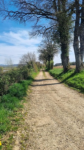 Balade - Certines et le château de Genoud