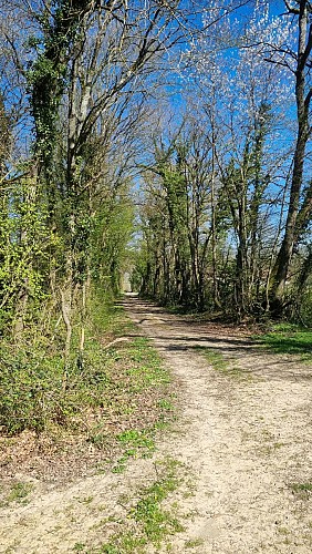 Balade  - Domaine de Cuiset et le Vieux Jonc_Saint-André-sur-Vieux-Jonc