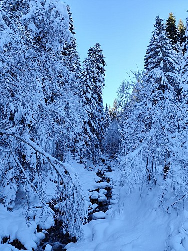 Boucle de Cornillon - sentier raquettes_Cordon