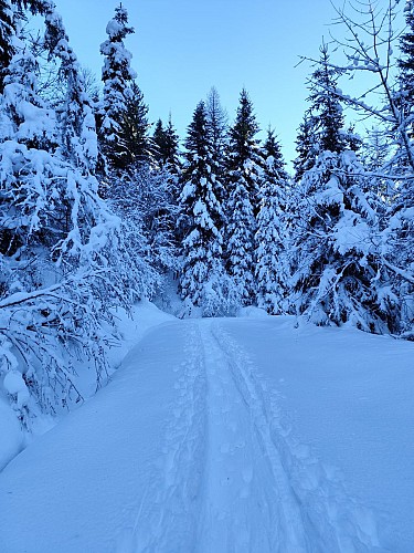 Boucle des Plaines - sentier raquettes_Cordon