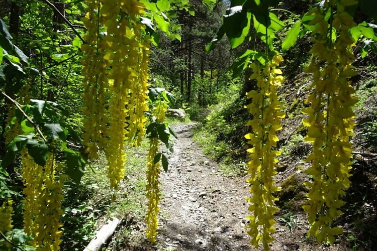 Le sentier du Cloutas