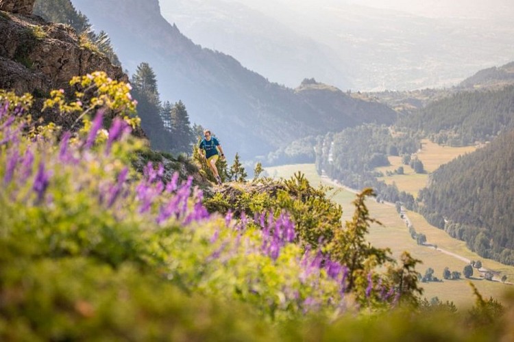 Traileur - Rortie Bleue