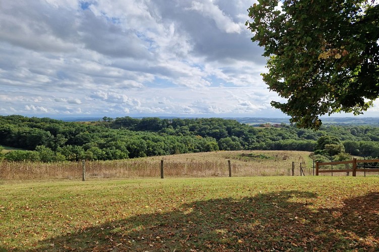 Saint-Loup où es-tu ?_Mirande