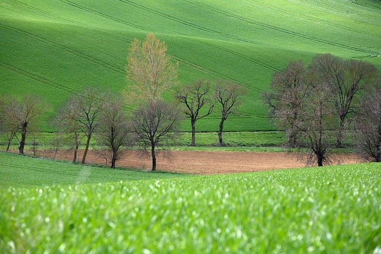 Paysages - L'Isle-Jourdain