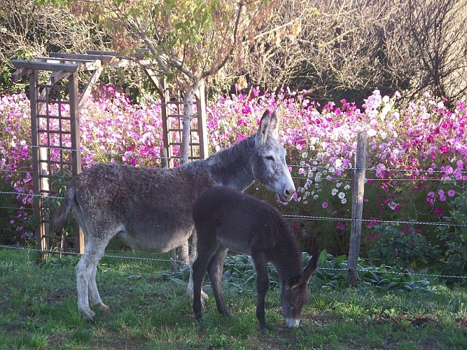 Asinerie - L'Isle-Jourdain