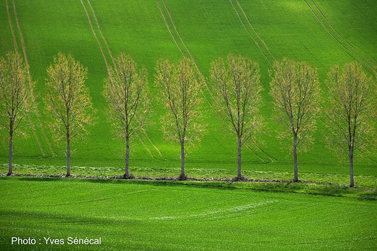 Paysage - L'Isle-Jourdain