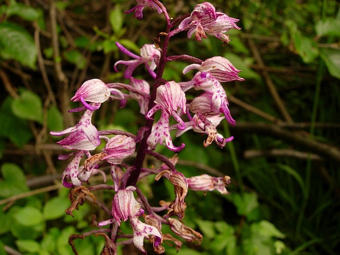 2-orchis singe