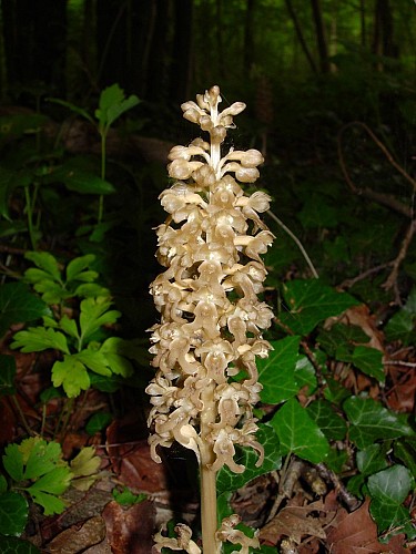 Neottie nid d'oiseau