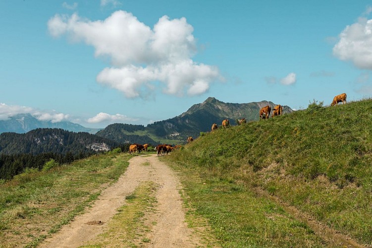 Boucle pédestre - Mont Chéry par Col de Lachat depuis Mont Caly_Les Gets