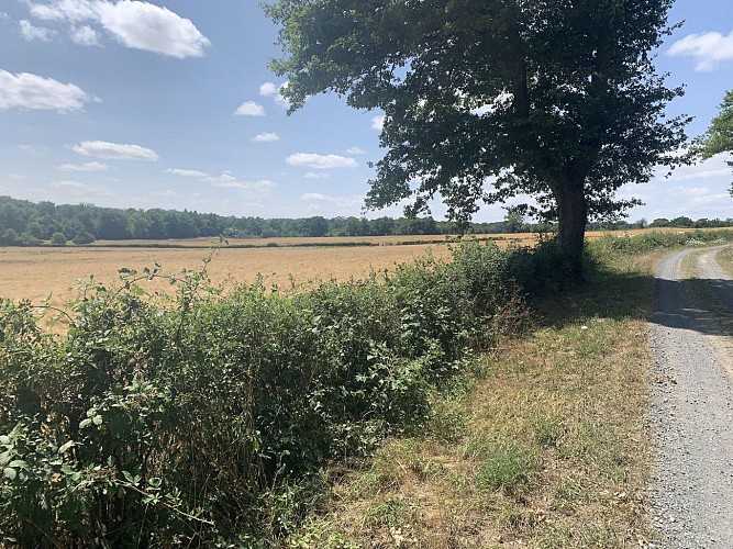 Randonnée : Sentier des Sources libres_Dompierre-sur-Besbre