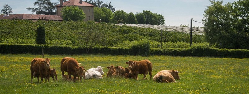 Plateau des Hautes barolles